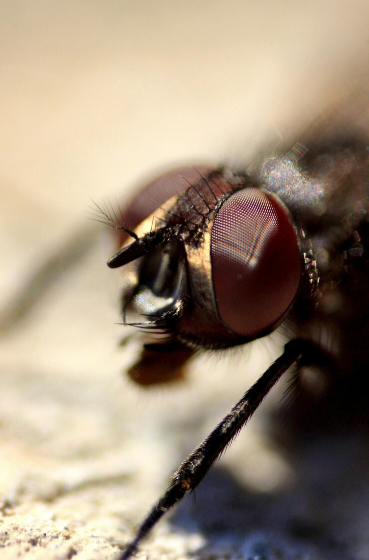 Foto prossimo piano estremo della mosca