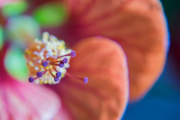 Prossimo piano estremo di un fiore rosa