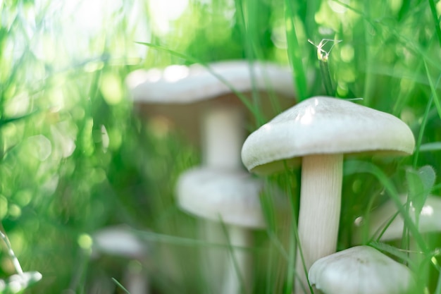 Prossimo piano Funghi sullo sfondo di una foresta di erba