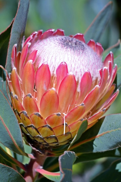 Protea di ghiaccio rosa