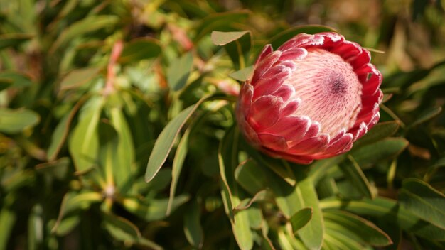 Protea fiore rosa in giardino, California USA. Sugarbush repens bloom, fiore esotico botanico.