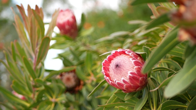 Protea fiore rosa in giardino, California USA. Sugarbush repens bloom, fiore esotico botanico.