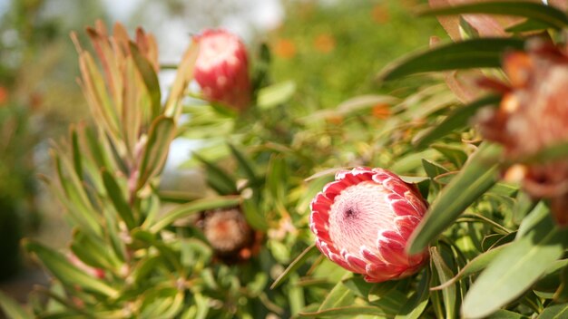 Protea fiore rosa in giardino california usa sugarbush repens primavera fioritura romantica atmosfera botanica delicato fiore esotico corallo salmone primavera colore flora del sud africa sfocatura morbida