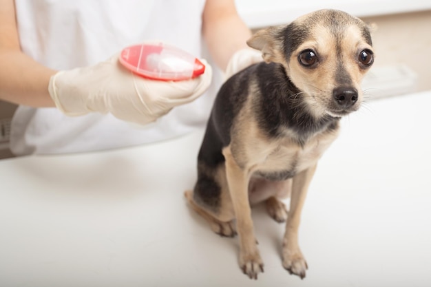 Protezione contro le malattie degli animali domestici in estate Trattamento di un cane da uno spray prima di una passeggiata