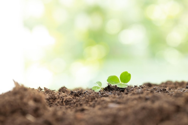 protezione delle mani giovane pianta di mais nel concetto di agricoltura agricola