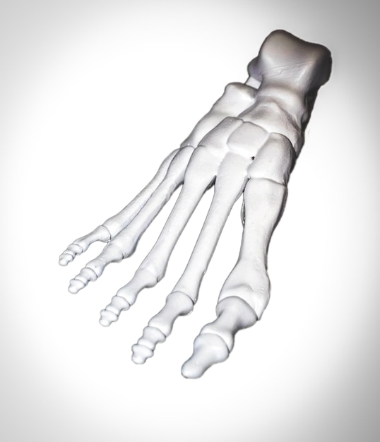 Prototipo bianco dello scheletro del piede umano stampato su stampante 3d su superficie scura