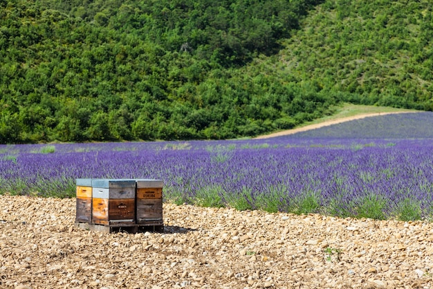 Provenza, Francia meridionale. Alveare dedicato alla produzione di miele di lavanda.