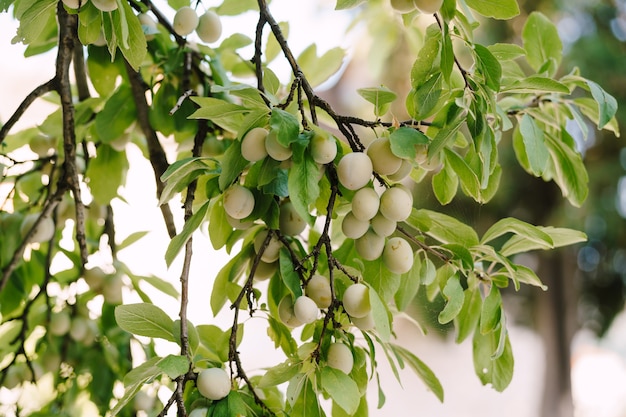 Prugna acerba sull'albero. Close-up di frutti verdi di susino sui rami in foglie.