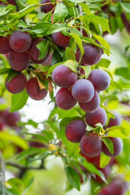 Prugna deliziosa frutta dolce viola e rosa sul ramo di un albero nel frutteto
