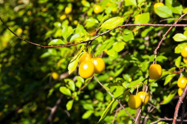 Prugna gialla selvatica matura su un albero in giardino. Autunno raccolto di prugne in una giornata di sole