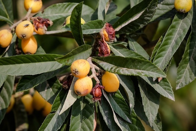 Prugna gialla su un albero in una fattoria in campagna