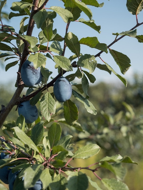 Prugne blu mature su un ramo in giardino. Raccolto autunnale.