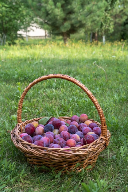 Prugne fresche nel giardino estivo in campagna