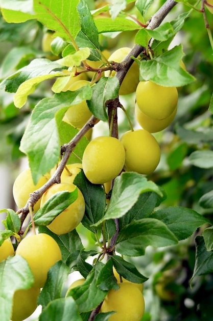 prugne gialle appese a un prugne in un frutteto