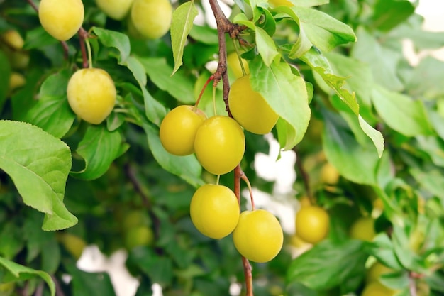 prugne gialle appese a un prugne in un frutteto