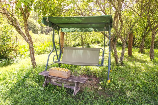 Prugne gialle fresche. Frutta dolce matura in una scatola di legno sull'altalena del giardino nella soleggiata giornata estiva