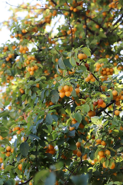 Prugne gialle mature sui rami dell'albero