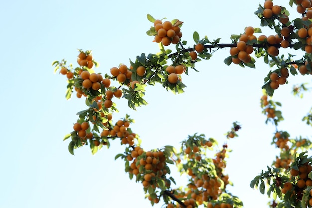 Prugne gialle mature sui rami dell'albero