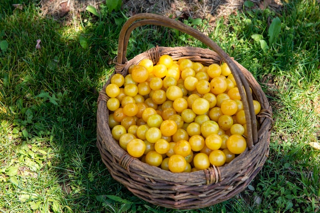 Prugne gialle organiche in un cestino