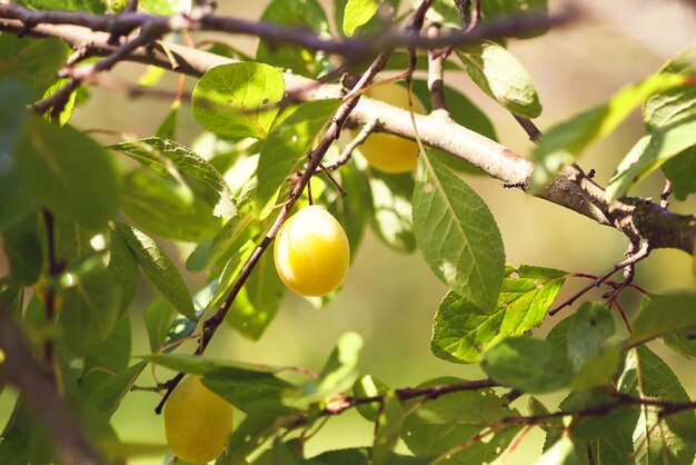 Prugne gialle sui rami degli alberi nel giardino estivo. Frutta matura dolce di stagione.