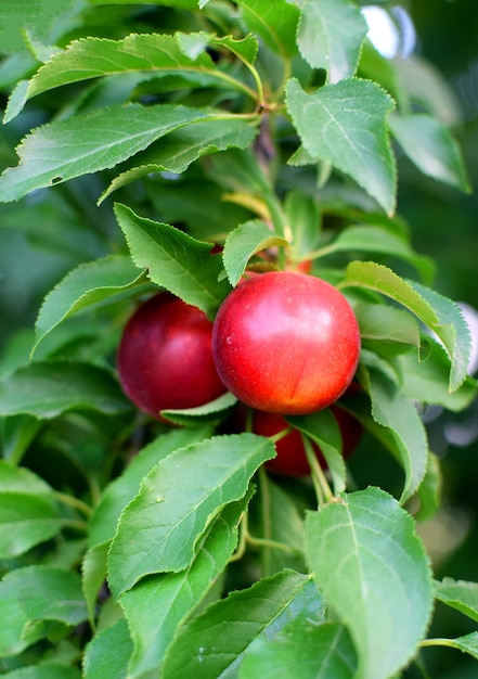 Prugne mature appese a un ramo con foglie verdi. Raccolta delle prugne, coltivazione dei frutti.