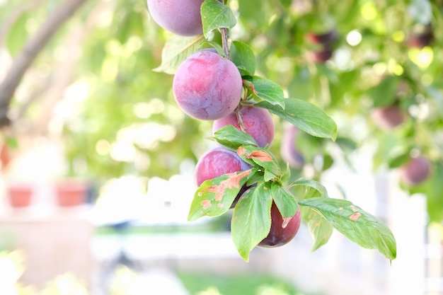 Prugne mature su un albero da frutto in un giardino biologico La prugna è un frutto del Prunus