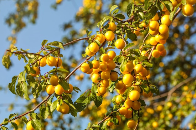 Prugne mirabelle gialle mature sui rami degli alberi. (Prunus domestica syriaca)