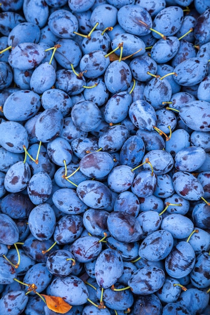 Prugne sul mercato. Cibo di prugne alla frutta. Trame di prugne fresche blu.