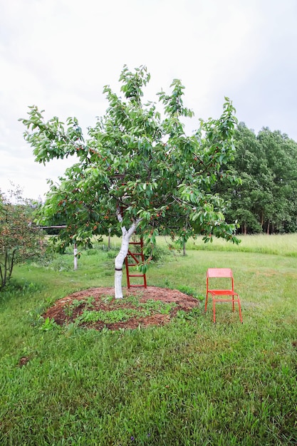 Prunus avium o ciliegio dolce tronco imbiancato che cresce sul campo. Vecchie scale in legno per facilitare la raccolta.