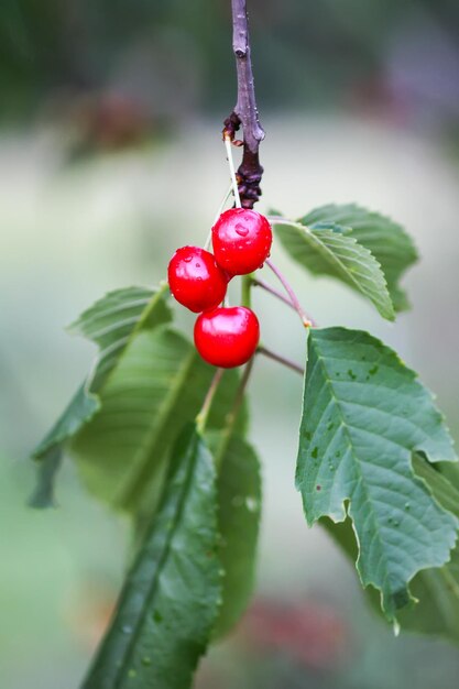 Prunus avium o frutti rossi maturi ciliegia dolce sul ramo di un albero nel giardino estivo