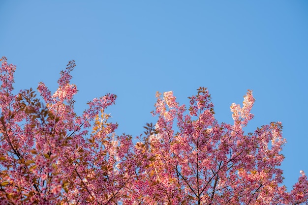 Prunus cerasoides a Chiang mai THAILANDIA