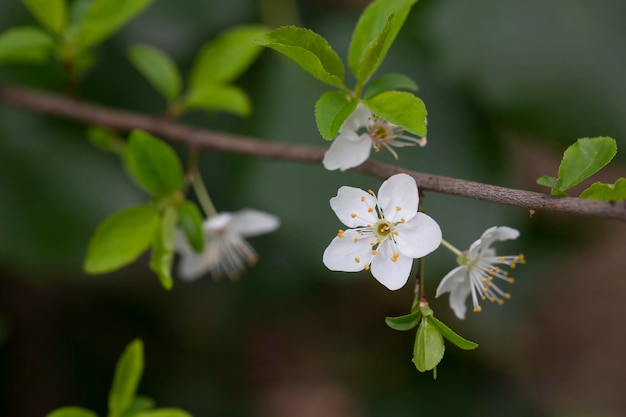 Prunus cerasus fiori di albero a fiori gruppo di bellissimi petali bianchi fiori di ciliegio nano in fiore Albero da frutto di giardino con fiori in fiore