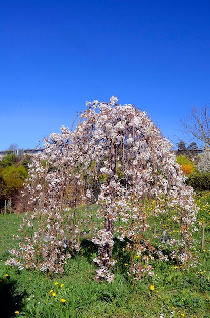 Prunus subhirtella 'Pendula' in fiore