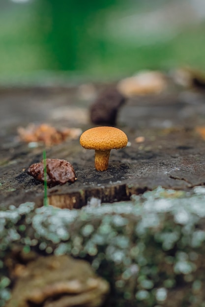 Psathyrella candolleana, gruppo di funghi che crescono sull'albero.