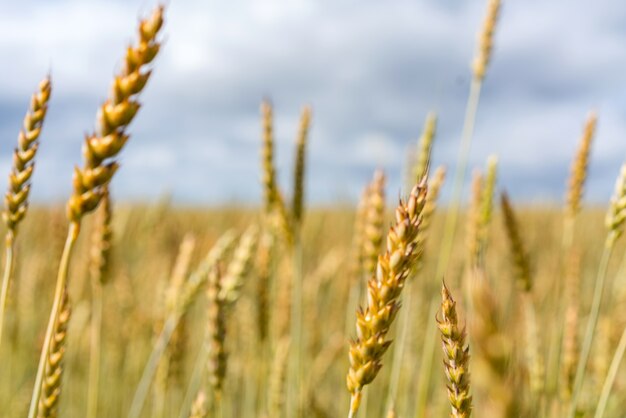 Pschenitsa sfocata nel campo per lo sfondo