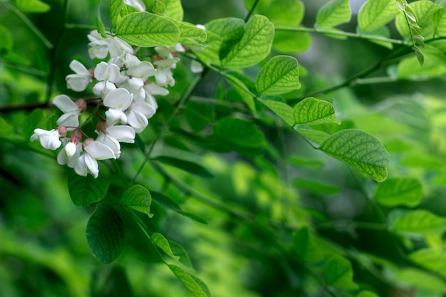 Pseudoacacia nera della fioritura della robinia, dell'acacia falsa o di Robinia, fuoco selettivo.