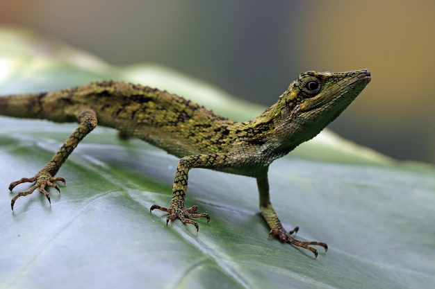 pseudocalotes tympanistriga closeup testa Lucertola indonesiana