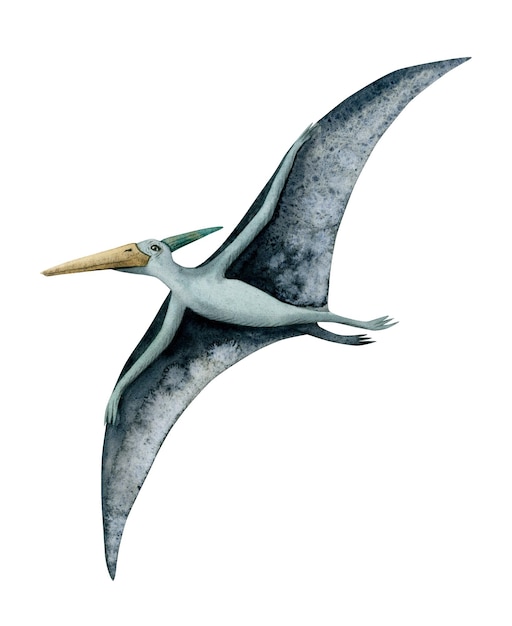 Pterodattilo volante acquerello blu Pterosauri disegnato a mano con ali larghe dell'era dei dinosauri