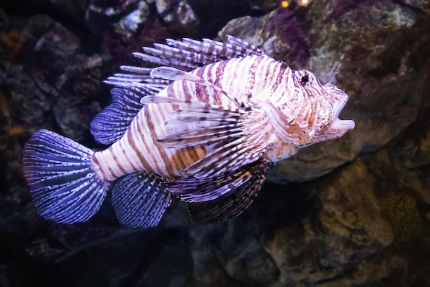 Pterois miles zebra di pesce leone a strisce marroni su sfondo di pietre