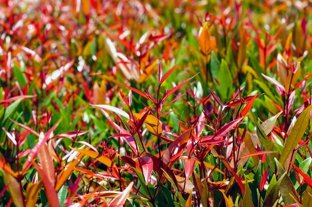 Pucuk Merah, Syzygium oleina, Red Shoots, ciliegia magenta nel vivaio