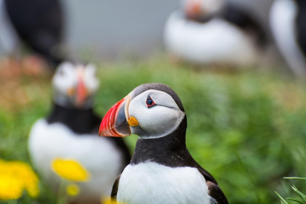 Puffino nella bellissima campagna di Hafnarholmi a Borgarfjordur Eystri in Islanda