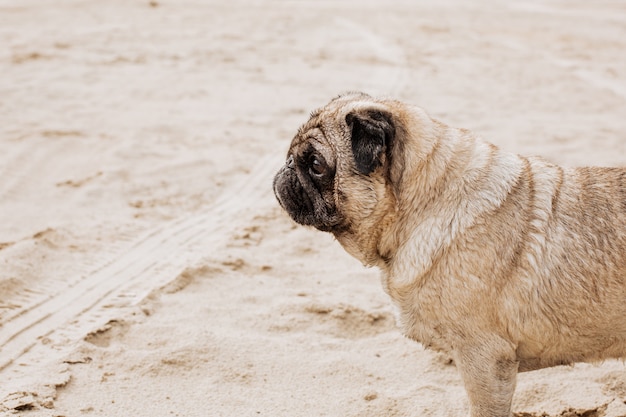 Pug anziano che gioca nella sabbia