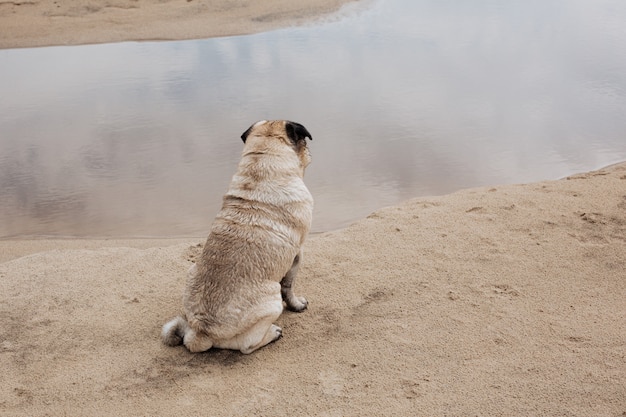 Pug anziano che gioca nella sabbia