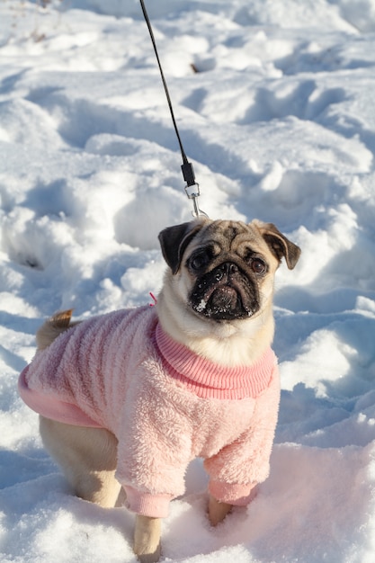 Pug-cane nel giorno di neve