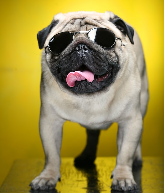 Pug con occhiali da sole.