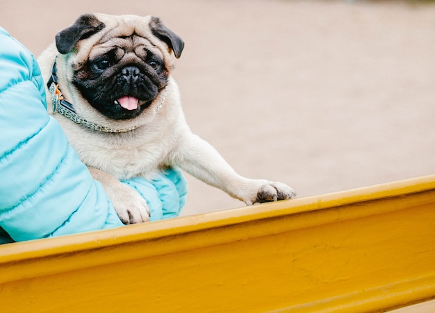 Pug di razza di cane sulle mani