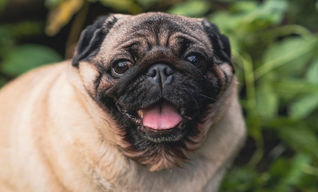 Pug dog con la bocca aperta e la lingua che sporge e seduto nell'erba della foresta in una giornata di sole