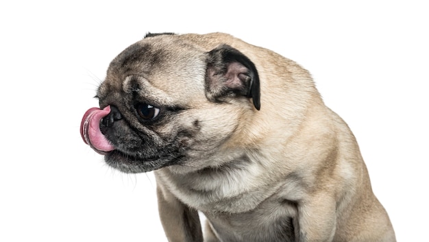 Pug dog leccare il naso su sfondo bianco