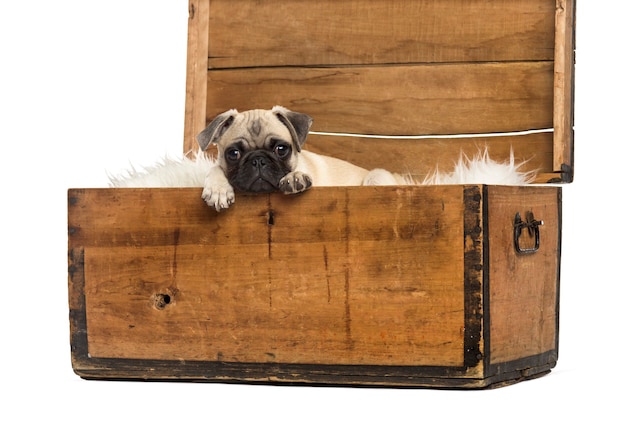 Pug sdraiato in una cassa di legno, isolato su bianco