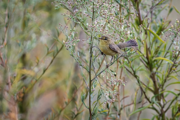 Pula comune (Phylloscopus collibita).